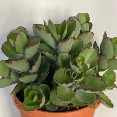 Kalanchoe laxiflora
